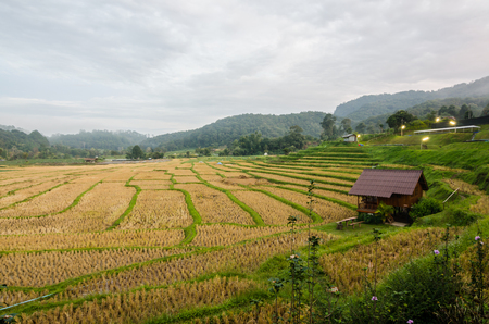 rice terrace at the north of Thailandの写真素材