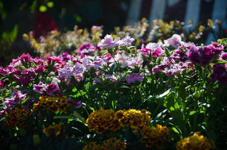 flowers in thai2の写真素材
