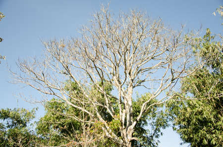 Autumn in Thailandの写真素材