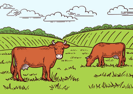 Rural landscape. Cows graze in the meadow. Hand drawn sketch. Vintage style. Color vector illustration.のイラスト素材