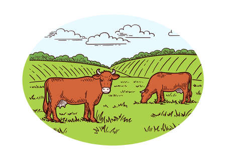 Rural landscape. Cows graze in the meadow. Hand drawn sketch. Vintage style. Color vector illustration.のイラスト素材