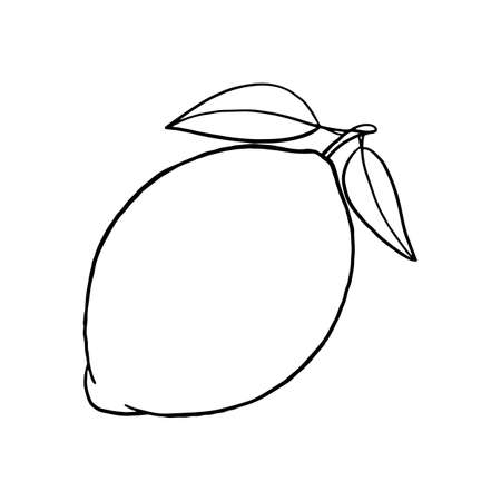 Coloring book. Appetizing lemon. Sour fruit. Hand drawn sketch. Vintage style. Black and white vector illustration isolated on white background.のイラスト素材