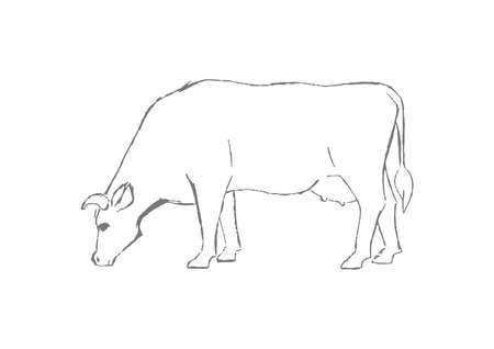 Farm animal. Cow sketch. Hand drawn. Vintage style. Black and white vector illustration isolated on white background.のイラスト素材