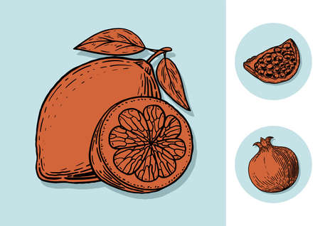 Pomegranate and lemon. Delicious fruit. Hand drawn sketch. Vintage style. Vector illustration isolated on color background.のイラスト素材