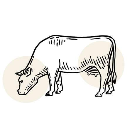 Farm animal. Cow sketch. Hand drawn. Vintage style. Vector illustrationのイラスト素材