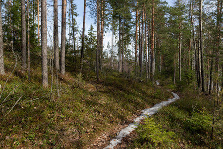 Landscape. Spring forest. A forest path. Most of the snow has already melted. Joutseno, Finlandの写真素材