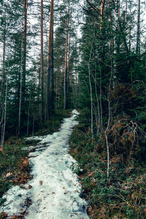 Landscape. Spring forest. A forest path. Most of the snow has already melted. Joutseno, Finlandの写真素材