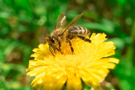 Bee collecting nectar of honey on the dandelion