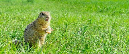 Gopher eating small piece of bread on meadow