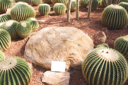 group of golden barrel cactus in desert gardenの写真素材