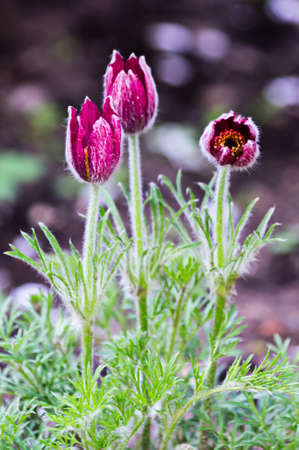 pasque-flower in the gardenの写真素材