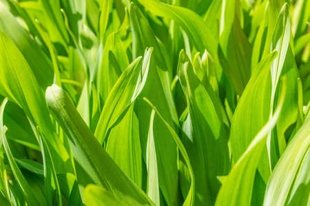 green carpet of grassの写真素材