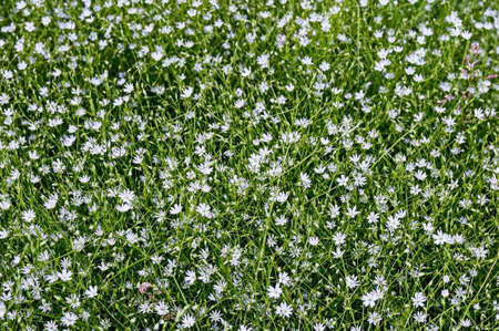 green grass with small white flowers