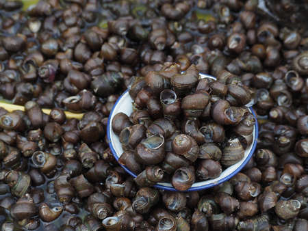 River snail