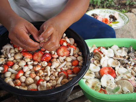 Mushrooms cleaningの写真素材