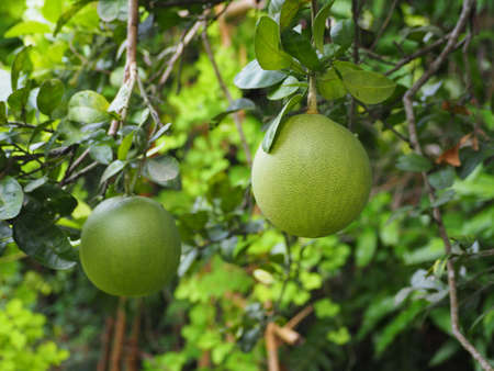 Pomelo fruit on treeの写真素材