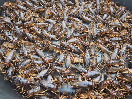 Cricket insects on sale at a local marketの写真素材
