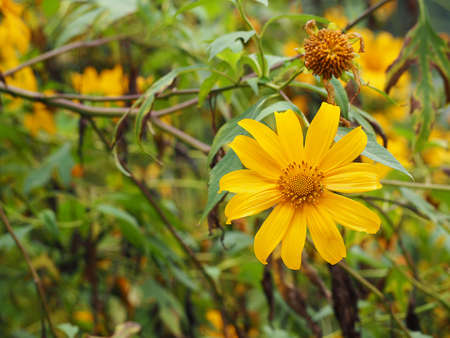 Tithonia diversifolia in the winter is beautiful yellow.