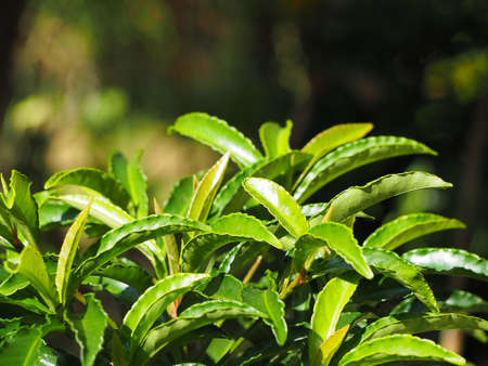 Green leaves for backgroundの写真素材