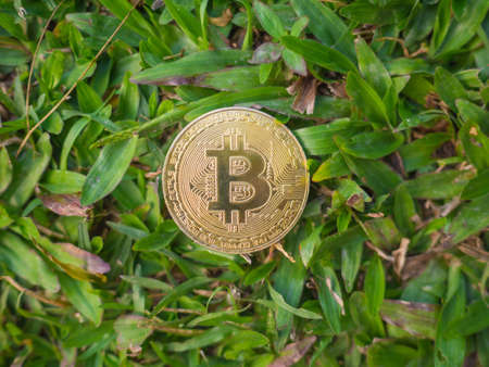 Golden Bitcoin coin on the grass background.の写真素材