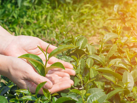 Hands protect holding green tea leaf with sunlight at tea plantation.の写真素材