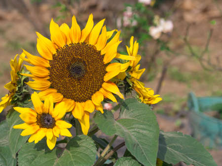 Closeup of sunflower.の写真素材