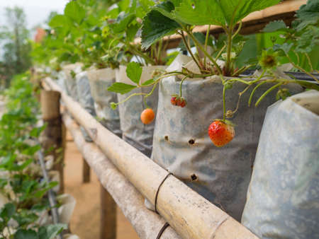 Strawberry farm of ripe strawberriesの写真素材