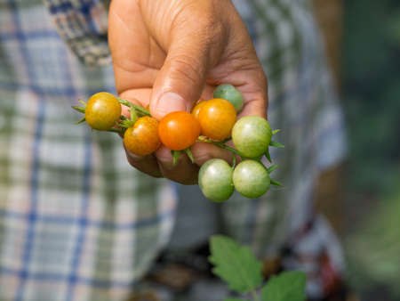Woman's hands harvesting fresh organic tomatoes in her gardenの写真素材