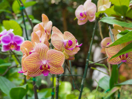 Close up of beautiful orchids.の写真素材