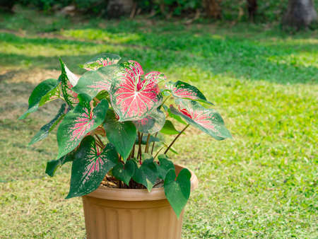 Caladium bicolor or Queen of the leafy plants in a plastic pottedの写真素材