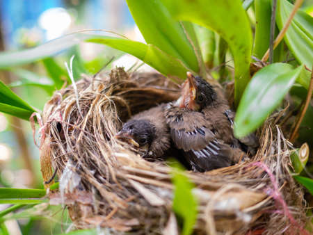 Close-up of newborn bird in birds nest.の写真素材