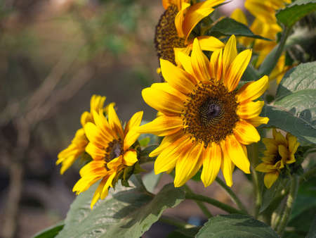 Closeup of sunflower.の写真素材