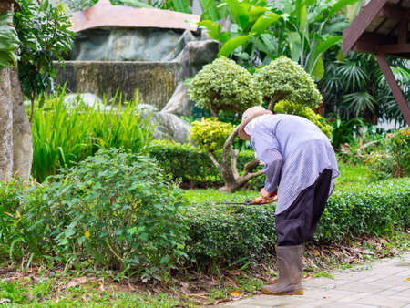 Gardener is trimming a hedge. Cutting the hedge with garden shears.の写真素材