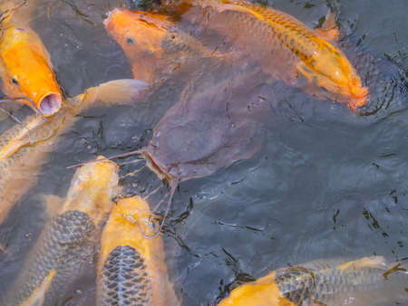 Tilapia and Carp fish swimming waiting for food in the pond.の写真素材