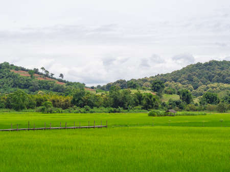 Rice fields, mountains on blue sky and cloudy background.の写真素材