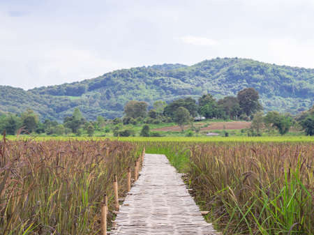 The bamboo bridge across rice fields.の写真素材