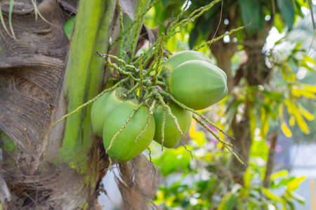 Close-up of the green coconuts growing on the coconut tree.の写真素材
