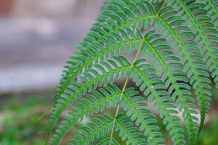 Close-up Of Beautiful green natural fern background.