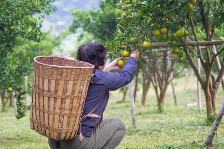 Back view of worker is picking tangerine for put in a bamboo basket their back behindの写真素材