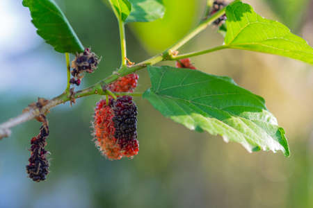 Close-up Of Mulberries.