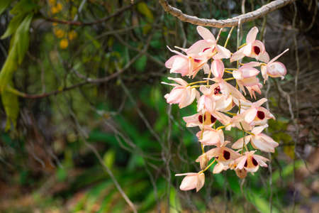 Close-up Of beautiful orchids.の写真素材