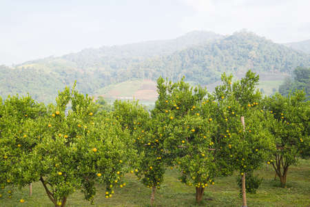 Tangerine garden on the mountain in the Northern of Thailand with ripe oranges ready to be harvestedの写真素材