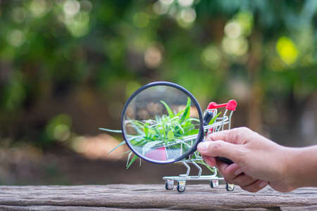 Hand holding a magnifying glass to cannabis leaves and cannabis oil extracts in jar placed in shopping trolley on wooden table with nature background. Space for text. Selective focus.の写真素材