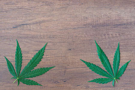 Top view of cannabis leaf on wooden table. Space for text. Wood texture background. Hemp herb green leaves for medicinal. Farm marijuana plantation conceptの写真素材