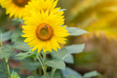 Close-up of sunflower are blooming in a garden against nature background. Space for text.の写真素材