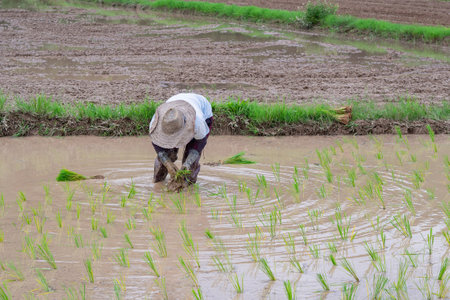 Young woman farmer bend down for are rice planting on the paddy rice farmland. Northern, Thailand in the rainy season, farmers start cultivating rice plants in the rice paddy field.の写真素材