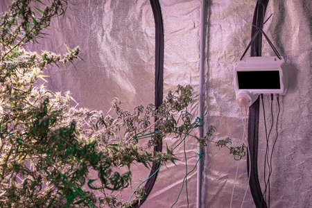 Cannabis plants growing at indoor cannabis farms use LED light, clay pellets, and a deep water culture system. The texture of marijuana leaves. Concept of cannabis plantation for medical.の写真素材