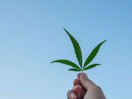 Hand of holding cannabis leaf with the sky background. The texture of marijuana leaves. Close-up photo with copy space for text. Concept of cannabis plantation for medical.の写真素材