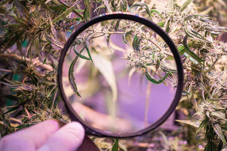 Hand holding a magnifying glass to look at the cannabis buds. Cannabis plants growing at indoor farms use LED light and a deep water culture system. Concept of cannabis plantation for medical.の写真素材