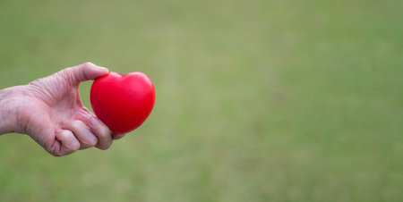 Hand of a senior woman holding a red heart shape on the green grass background. Space for text. Aged...